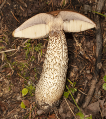 Leccinum insigne