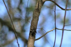 Retrachydes thoracicus