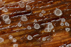 Cistella albidolutea