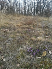 Pulsatilla grandis