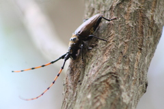 Retrachydes thoracicus