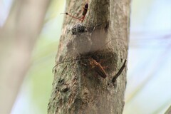 Oxymerus