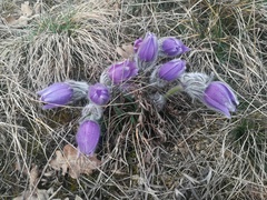 Pulsatilla grandis
