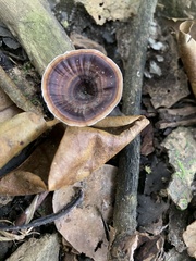 Microporus xanthopus