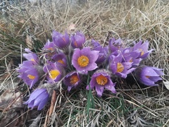 Pulsatilla grandis