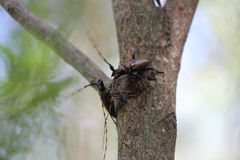 Retrachydes thoracicus