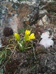 Gagea bohemica