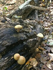 Cystoagaricus