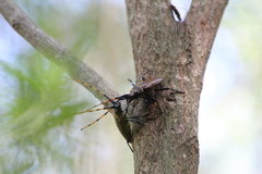 Retrachydes thoracicus