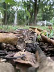 Microporus xanthopus