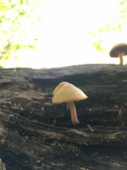 Cystoagaricus