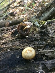 Cystoagaricus