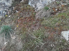 Gagea bohemica