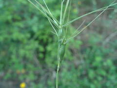 Aegilops neglecta