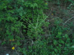 Aegilops neglecta