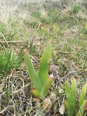 Iris arenaria