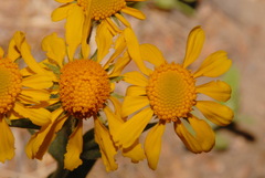 Hymenoxys hoopesii