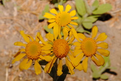 Hymenoxys hoopesii