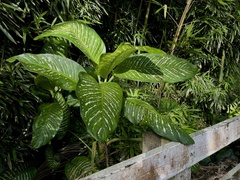 Dieffenbachia