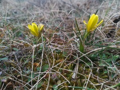 Gagea bohemica