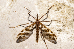 Mischoderus forcipatus