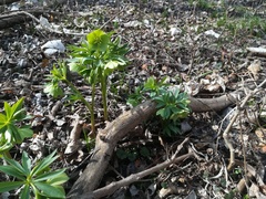 Helleborus dumetorum
