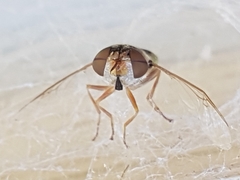 Odontomyia decipiens