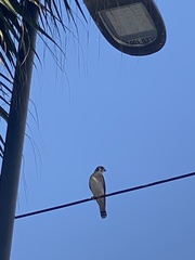 Falco sparverius