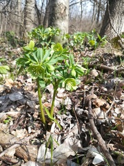 Helleborus dumetorum