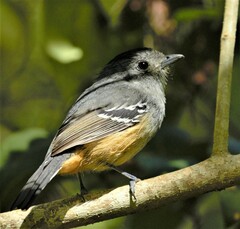 Thamnophilus caerulescens