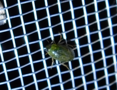 Berosus
