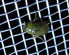 Berosus