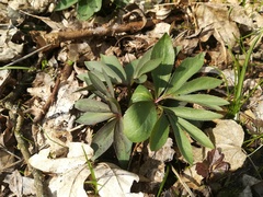 Helleborus dumetorum