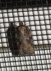 Acleris chalybeana