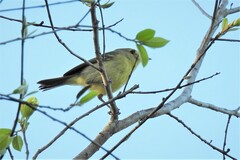 Vireo pallens