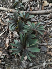 Helleborus dumetorum