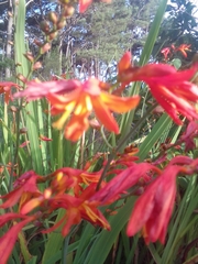 Crocosmia aurea
