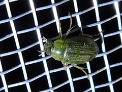 Berosus