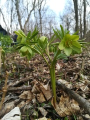 Helleborus dumetorum