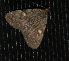 Idia diminuendis
