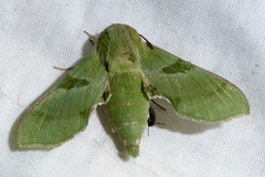 Proserpinus terlooii