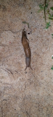 Drusia valenciennii