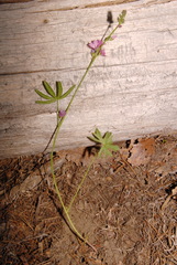 Sidalcea multifida