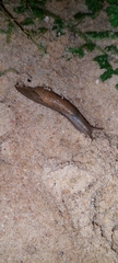 Drusia valenciennii