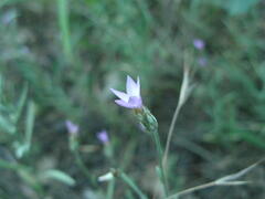 Xeranthemum cylindraceum