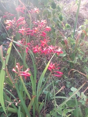 Crocosmia aurea