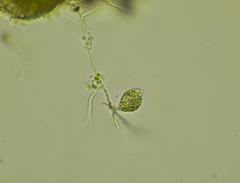 Euglenozoa