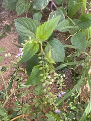Priva lappulacea