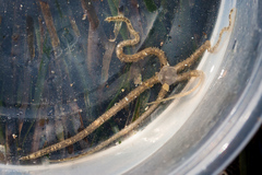 Amphiodia occidentalis