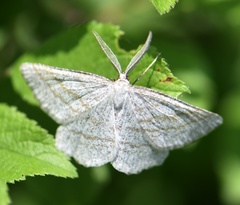 Perconia strigillaria